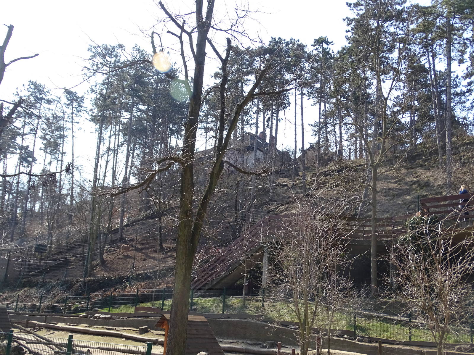 Barbary sheep enclosure