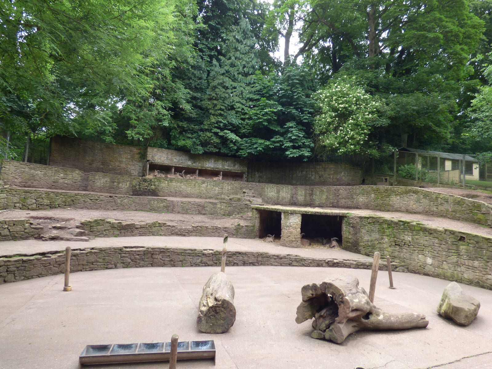 Barbary Sheep Enclosure