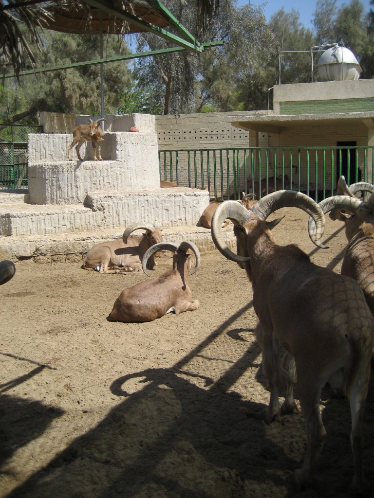 Barbary Sheep enclosure