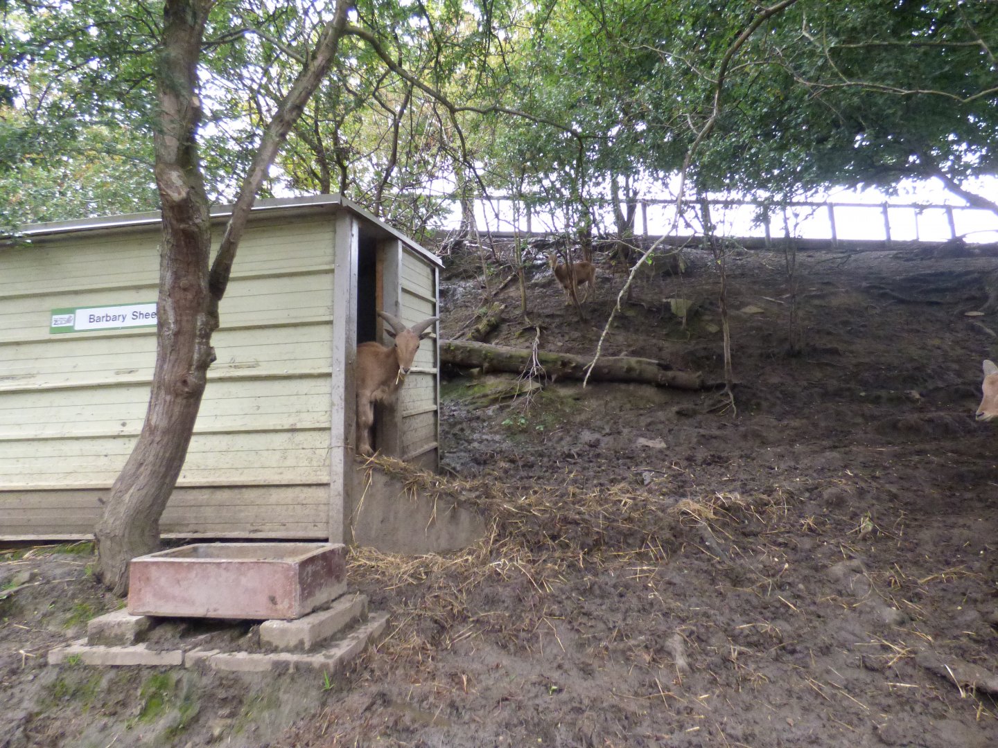 Barbary Sheep Enclosure