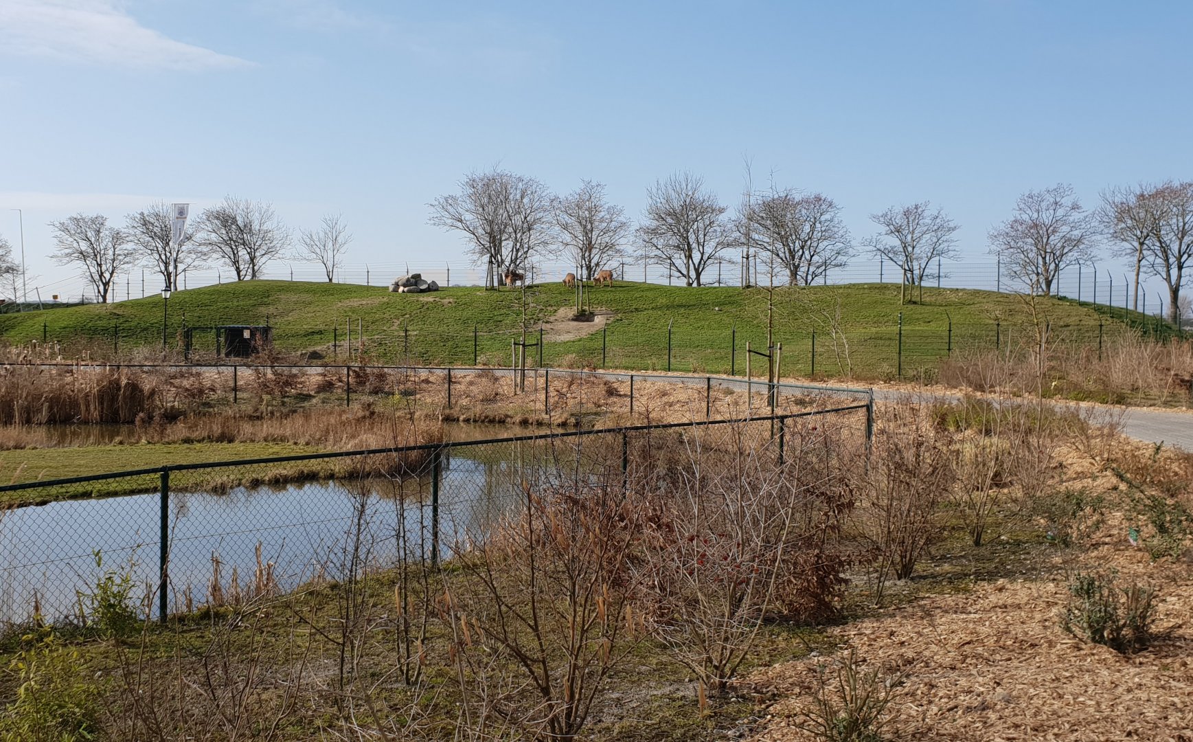 Barbary sheep-enclosure