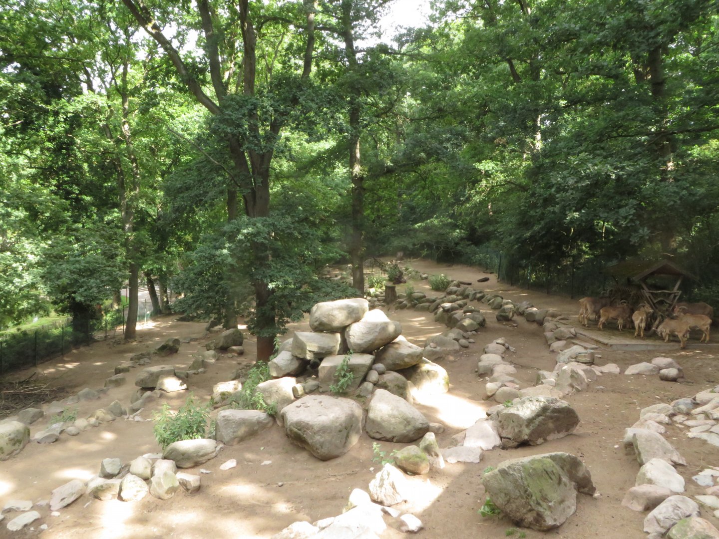 Barbary Sheep enclosure