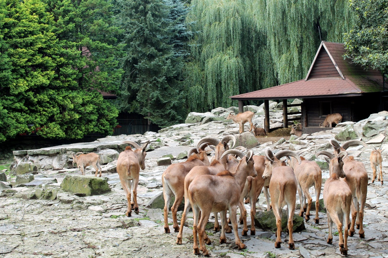 Barbary Sheep Enclosure