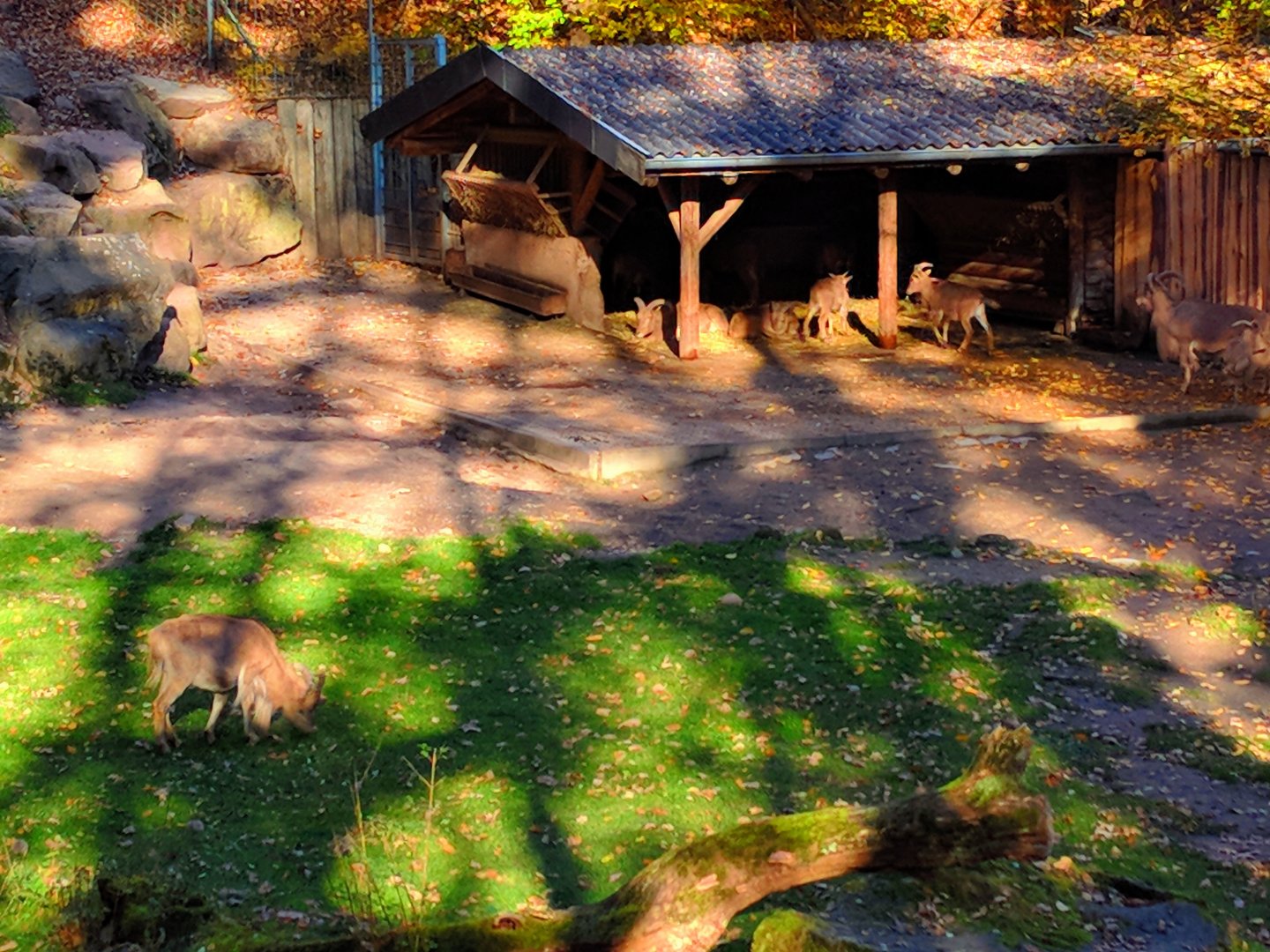 Barbary Sheep Enclosure
