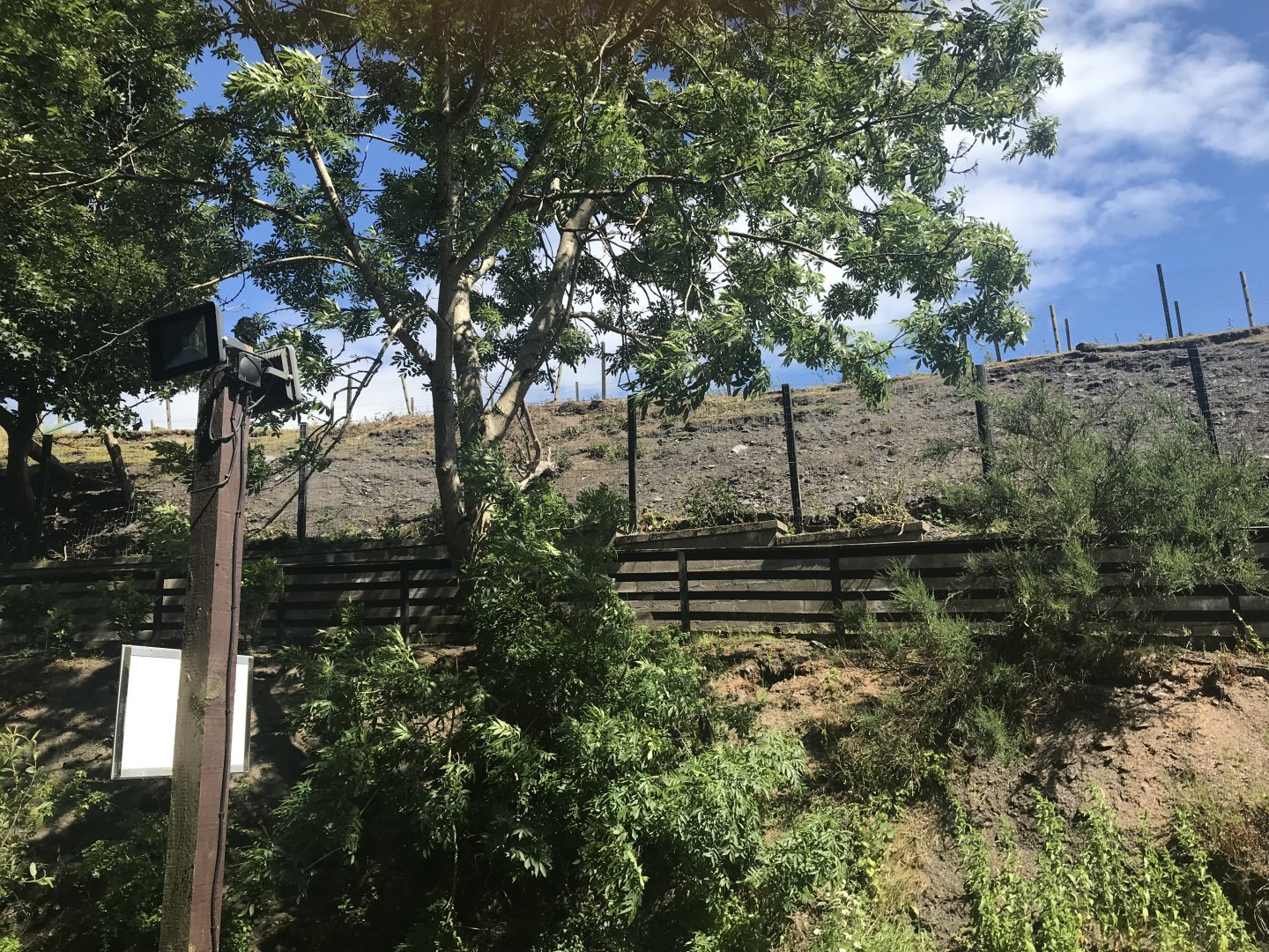 Barbary sheep enclosure