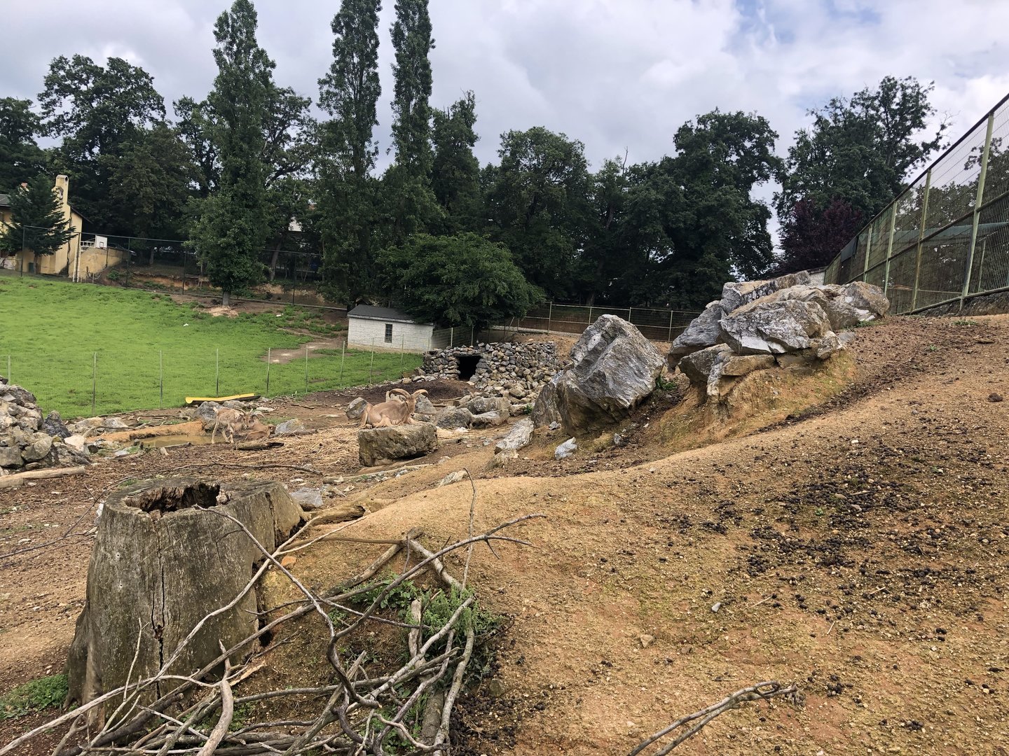 Barbary sheep enclosure