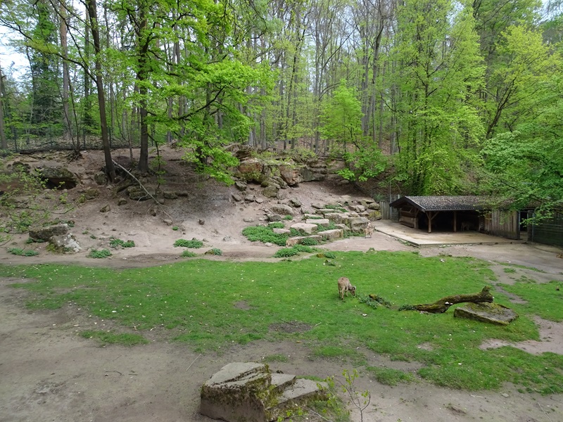Barbary sheep enclosure