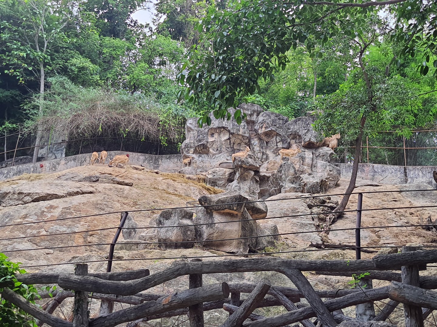 Barbary Sheep Enclosure