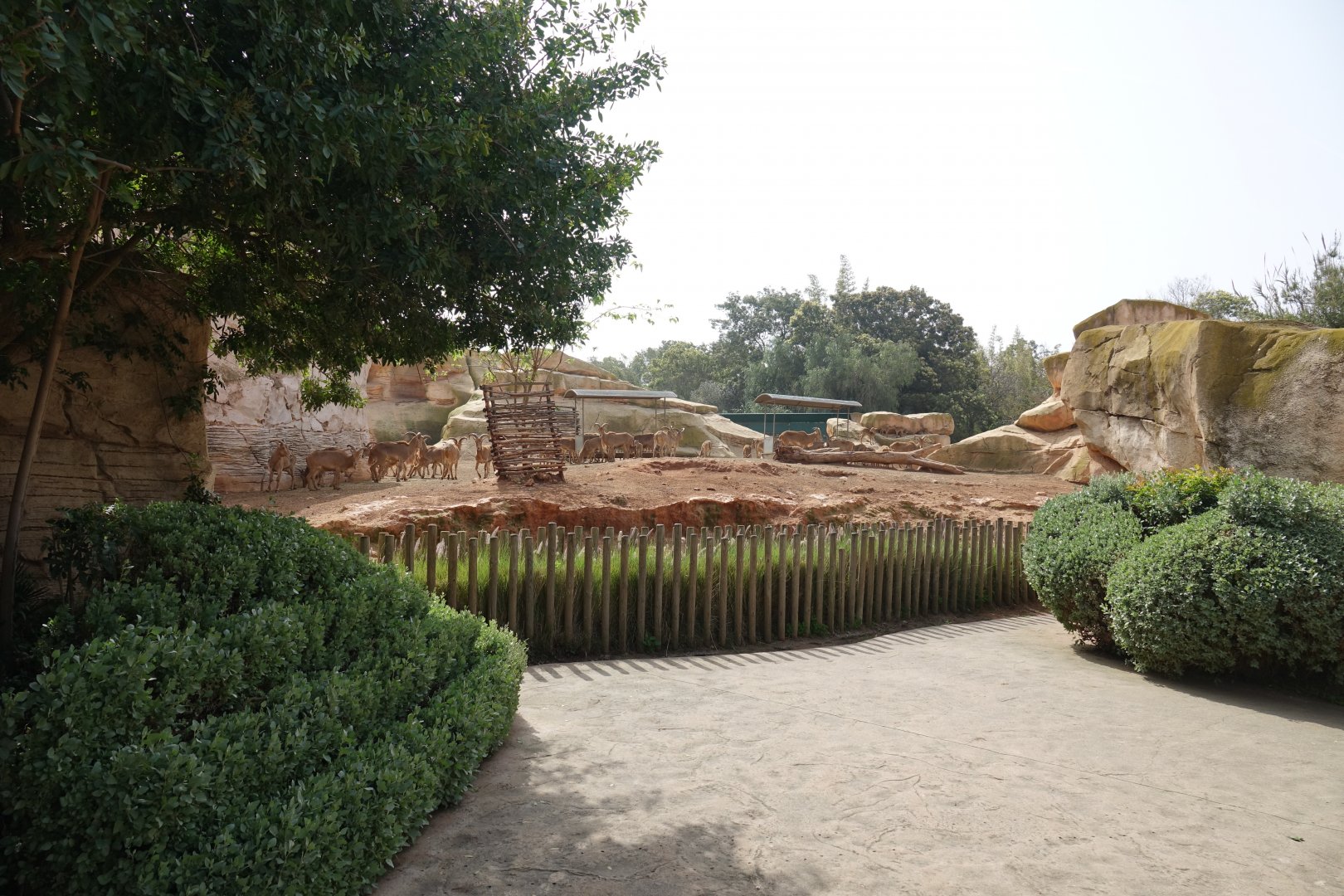 Barbary Sheep Enclosure