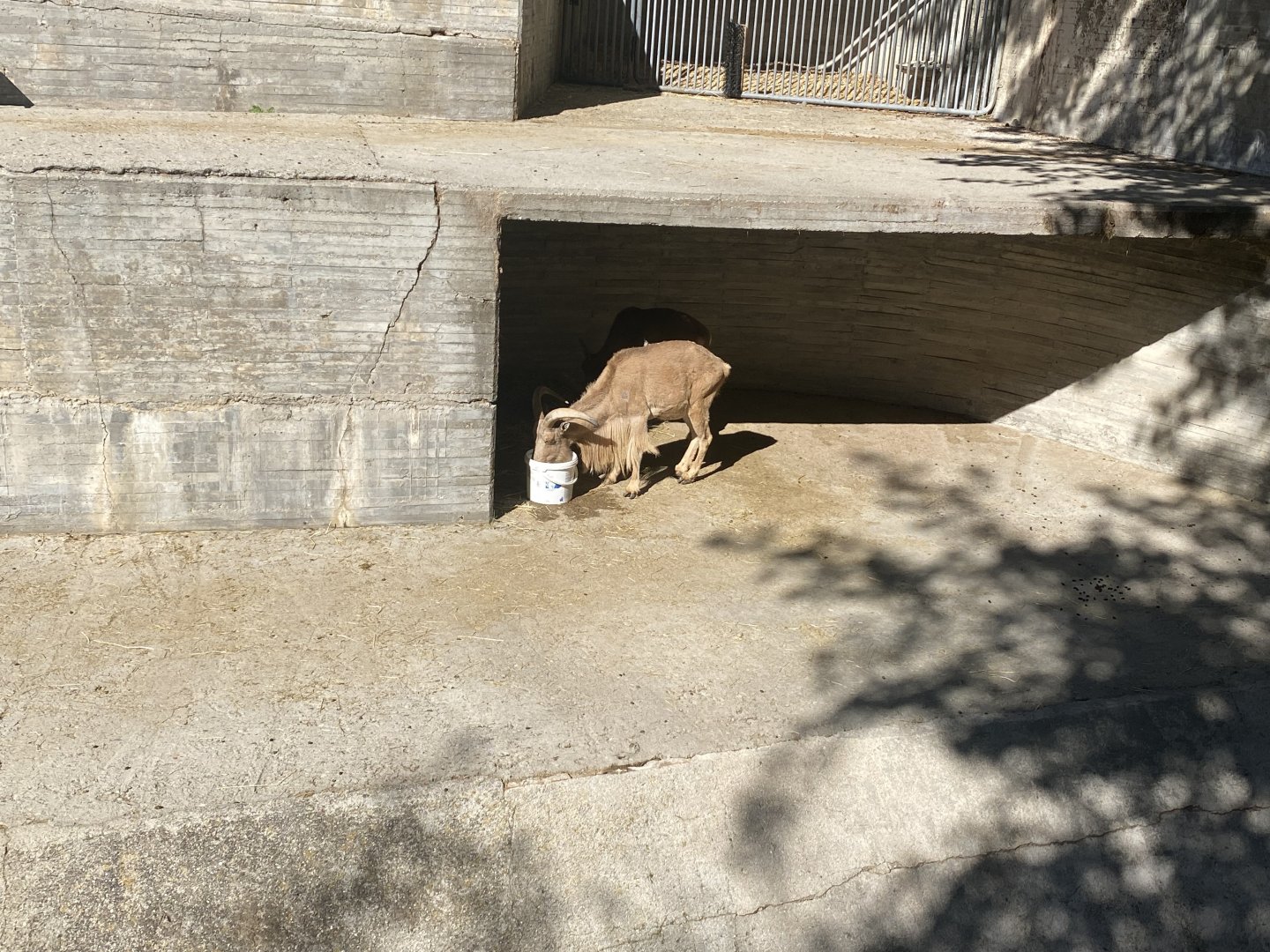 Barbary sheep enclosure
