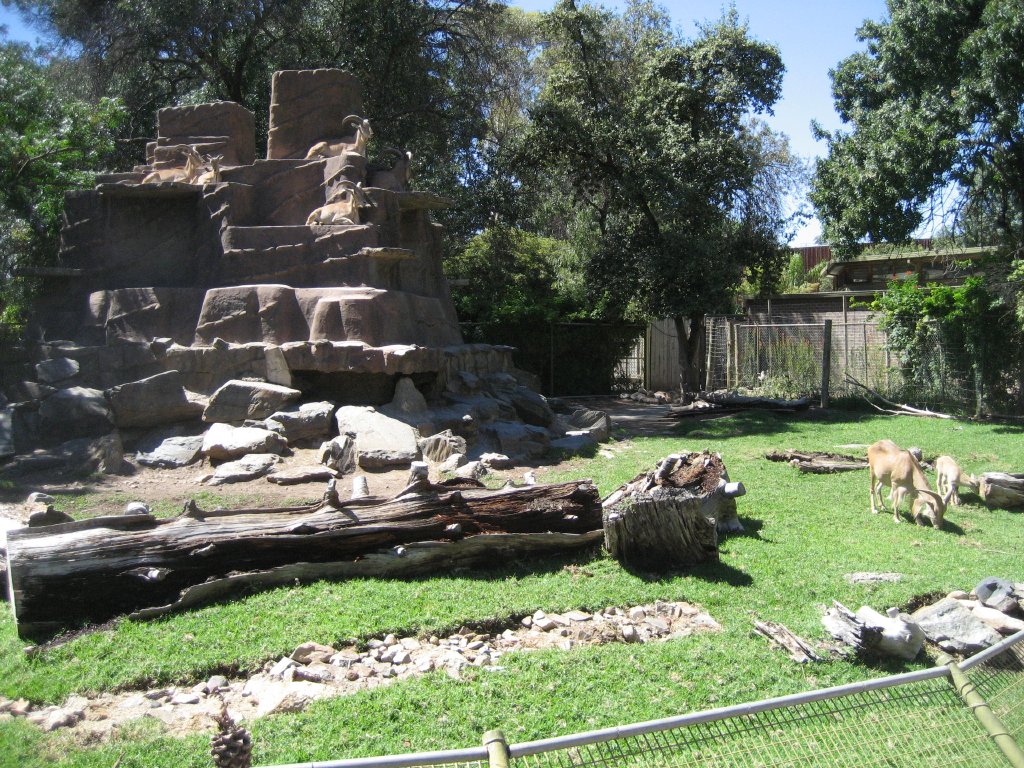 Barbary Sheep enclosure