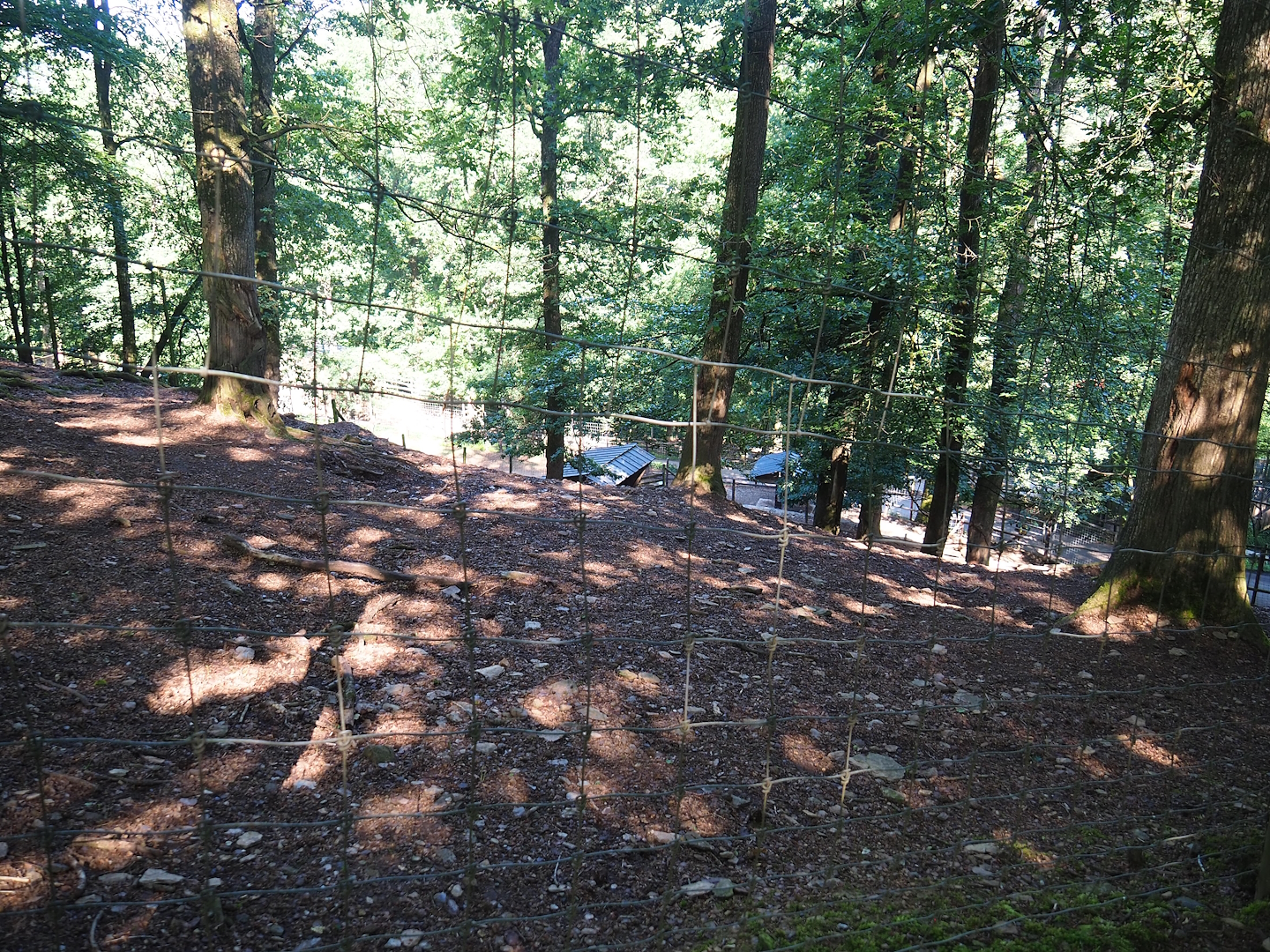 Barbary sheep exhibit, 2023-06-24