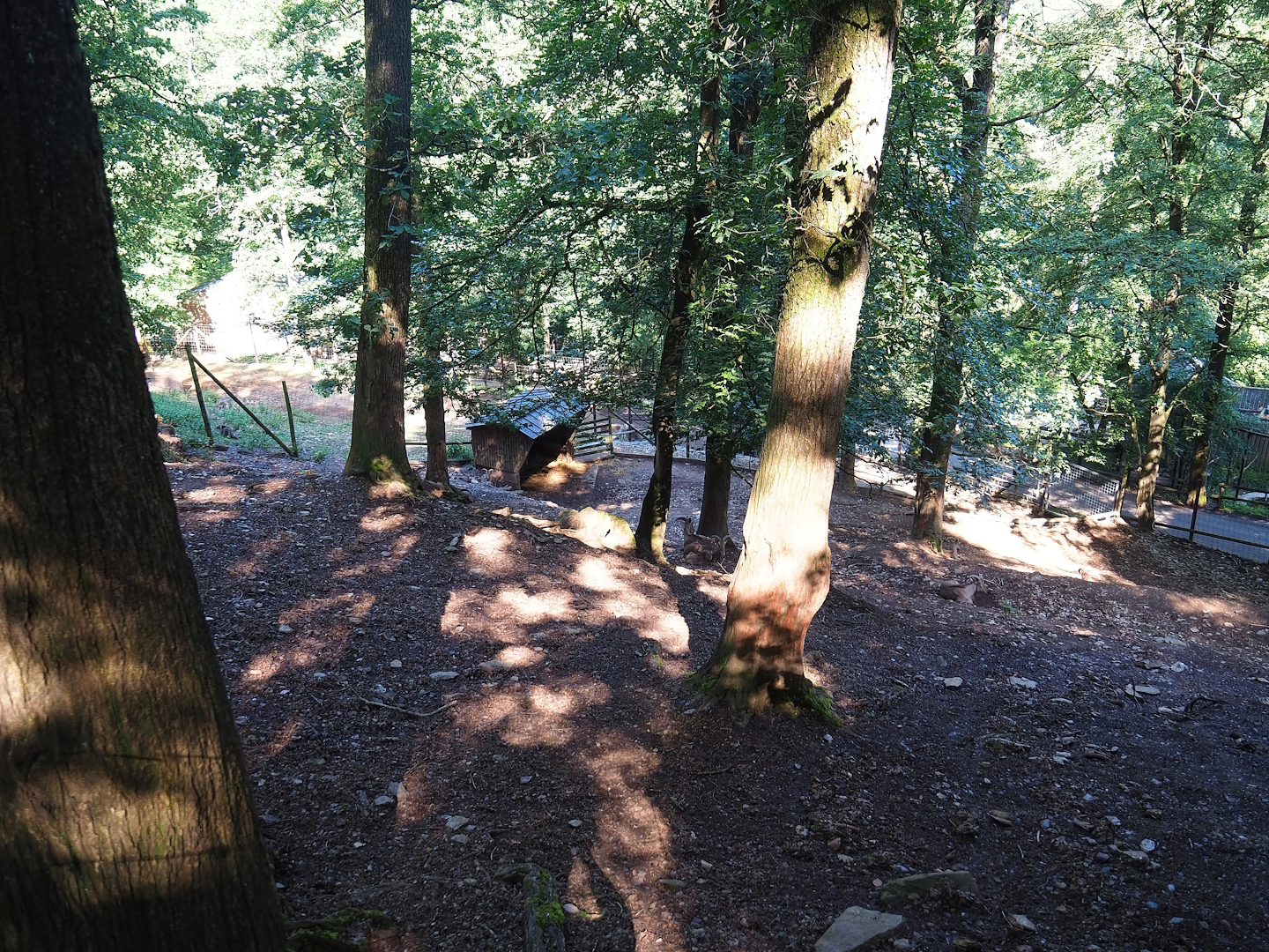 Barbary sheep exhibit, 2023-06-24