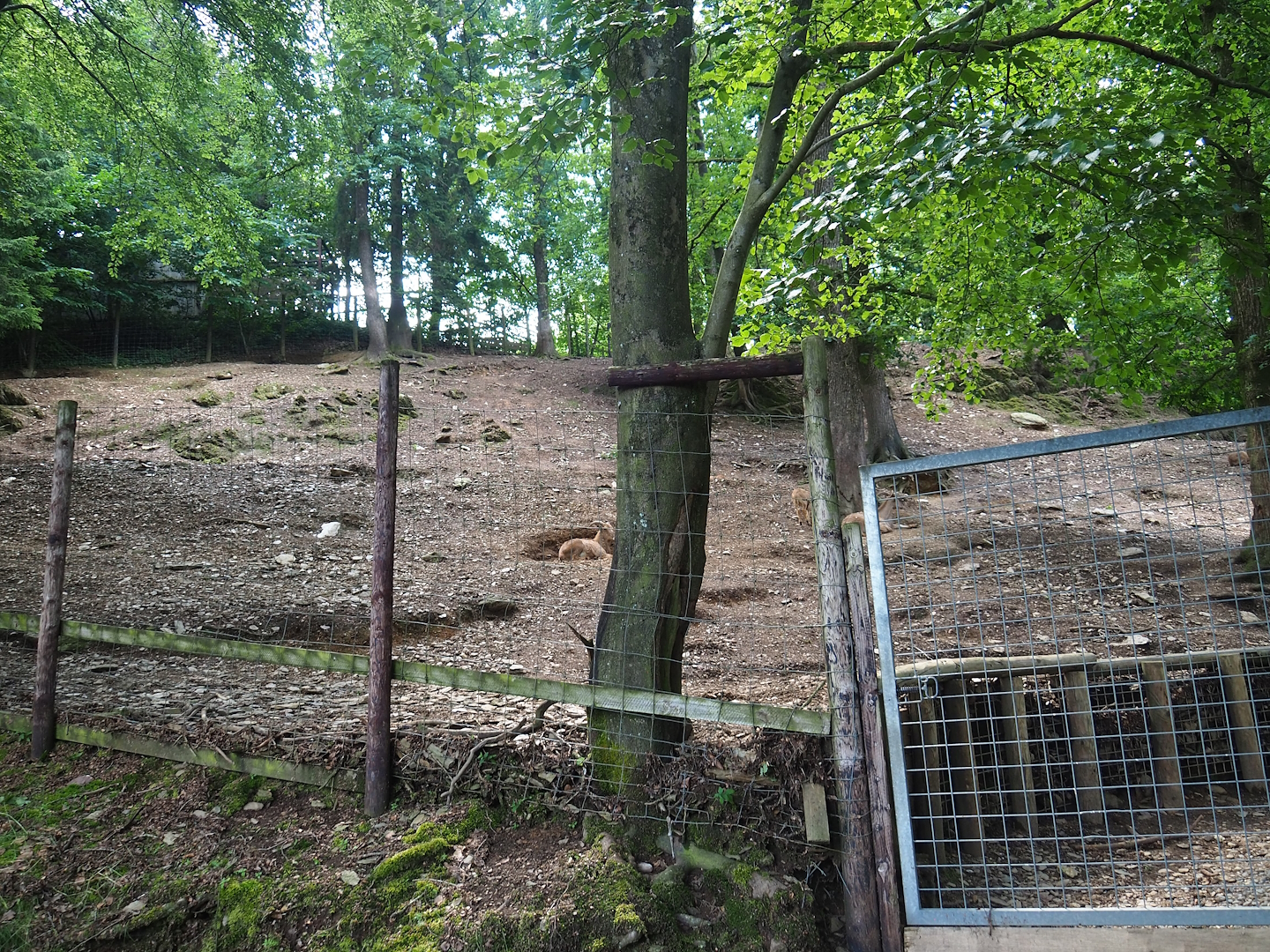 Barbary sheep exhibit, 2023-06-24