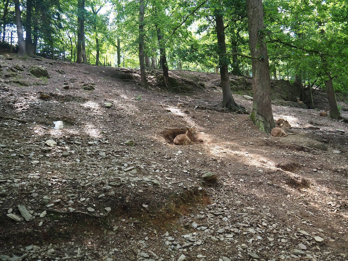 Barbary sheep exhibit, 2023-06-24