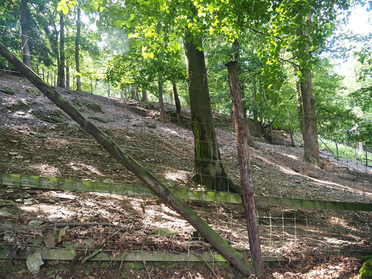 Barbary sheep exhibit, 2023-06-24