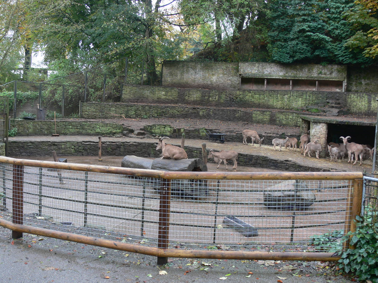 Barbary Sheep exhibit at Dudley, 02/11/13