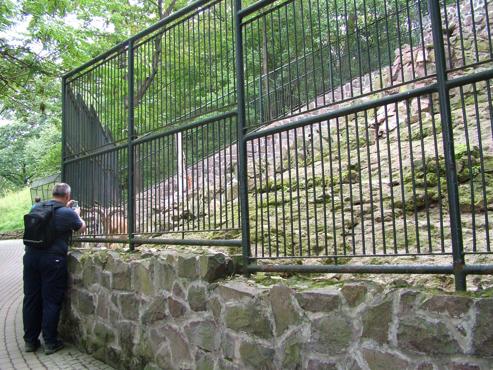Barbary Sheep Exhibit at Halle, 04/09/11