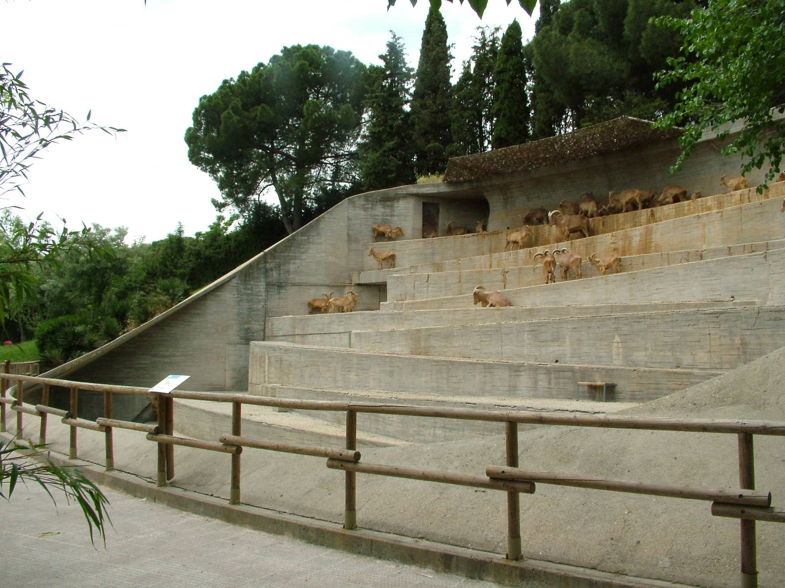 Barbary Sheep Exhibit at Madrid Zoo Aquarium, 26/05/11