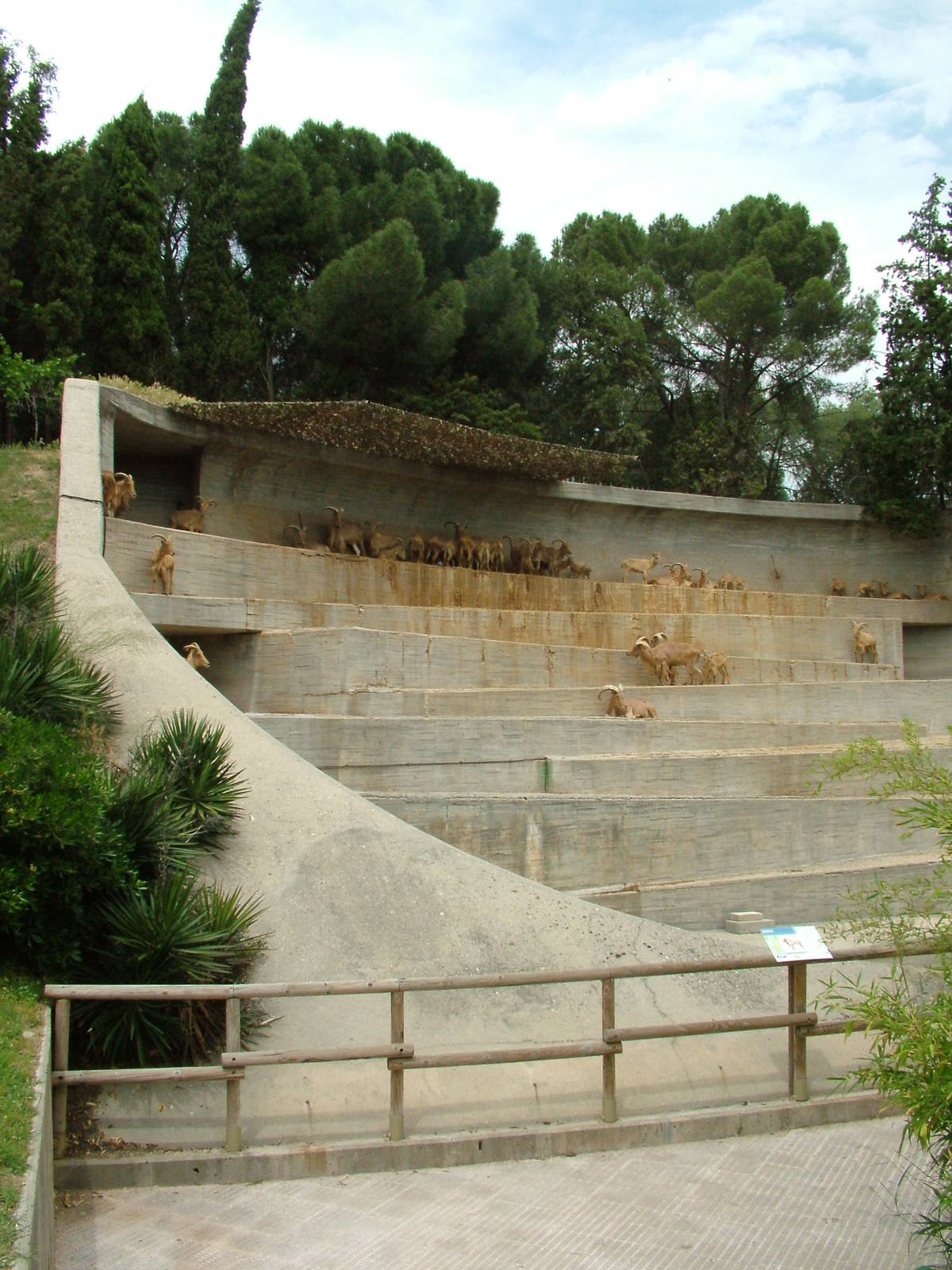 Barbary Sheep Exhibit at Madrid Zoo Aquarium, 26/05/11