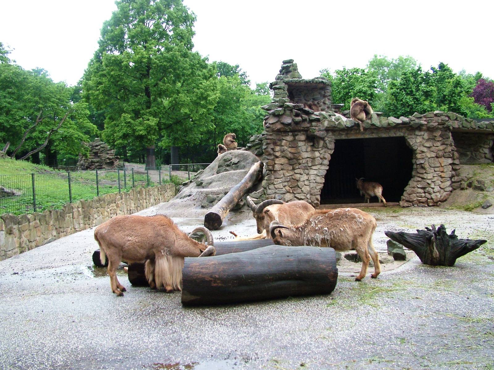 Barbary Sheep Exhibit at Rheine, 03/06/12
