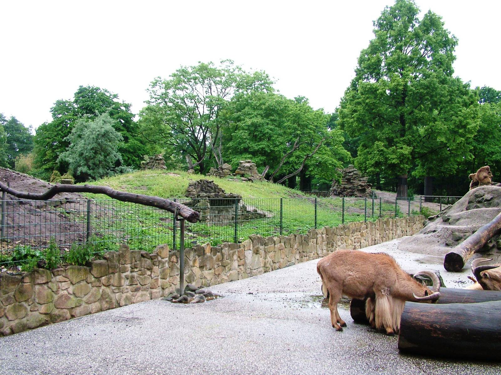 Barbary Sheep Exhibit at Rheine, 03/06/12