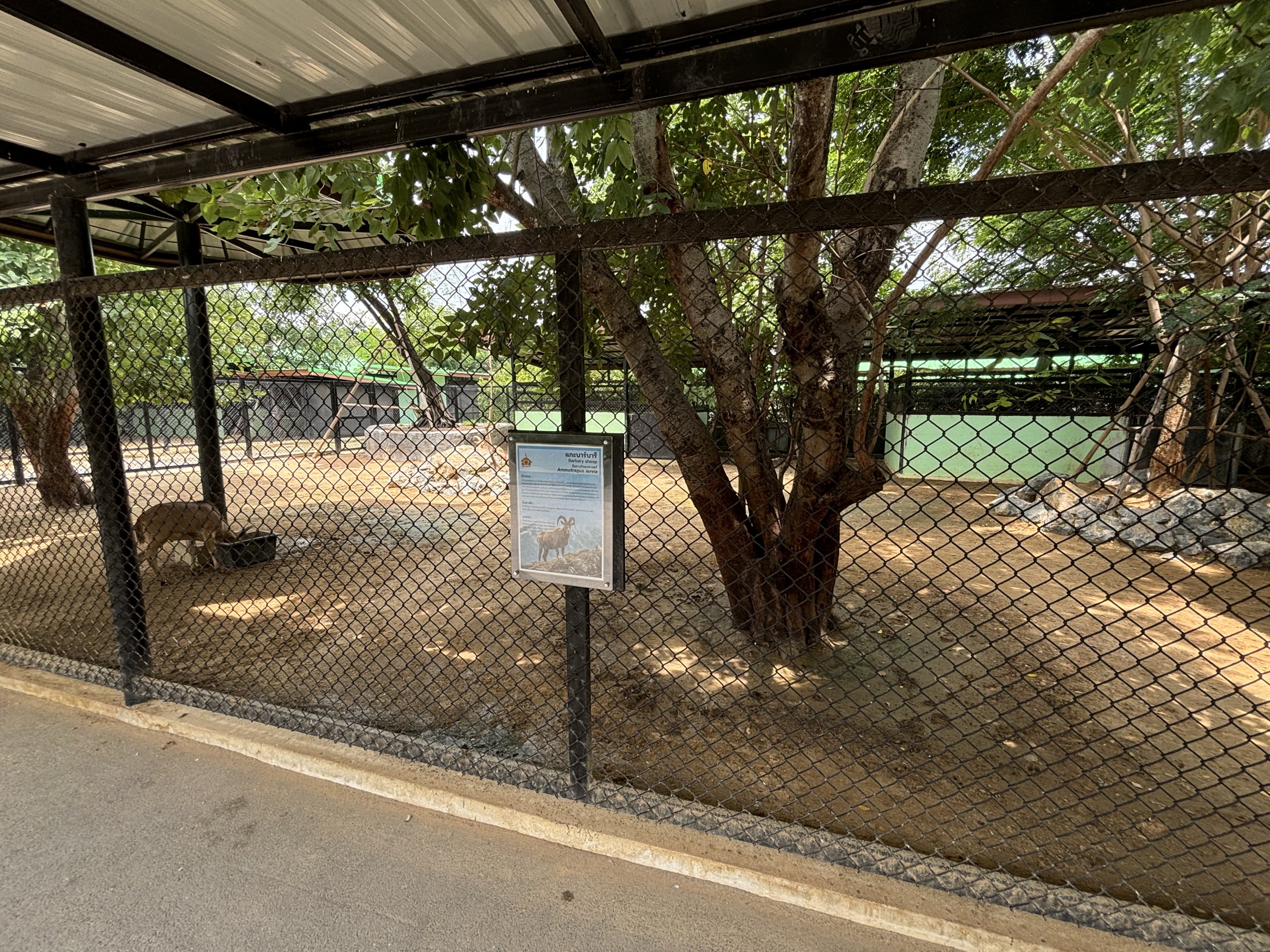 Barbary Sheep Exhibit - Lion Park