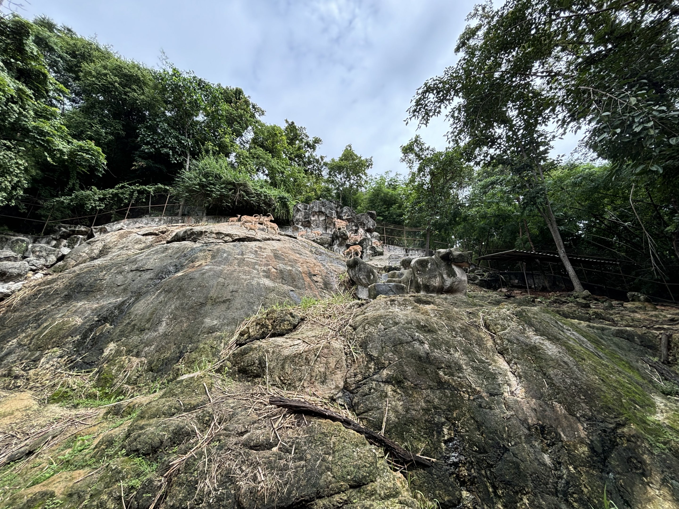 Barbary Sheep Exhibit - outstanding!