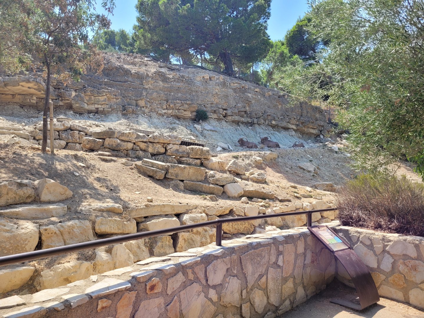 Barbary sheep exhibit -Réserve Africaine de Sigean (2022)