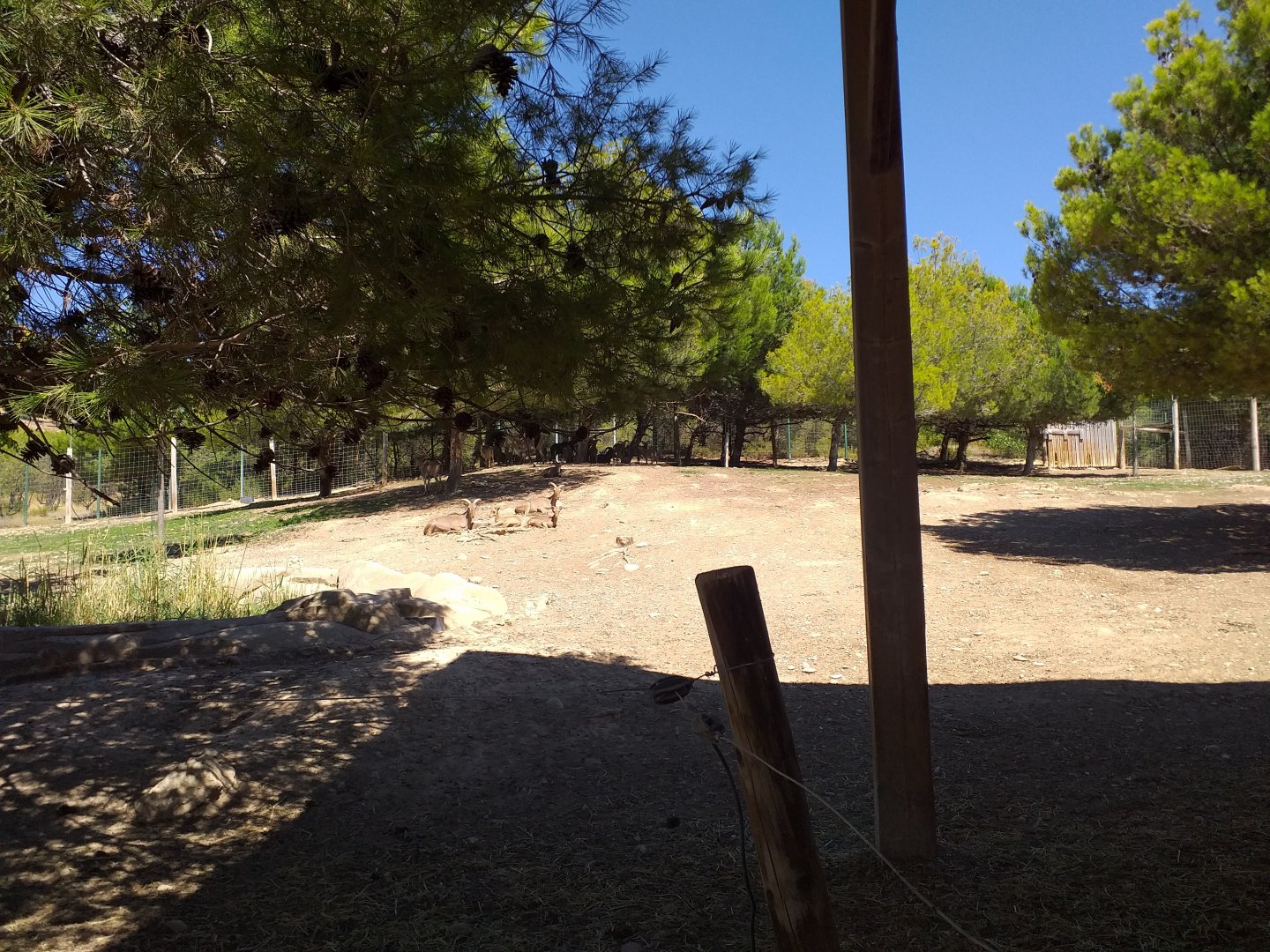 Barbary sheep exhibit -Sendaviva (2020)