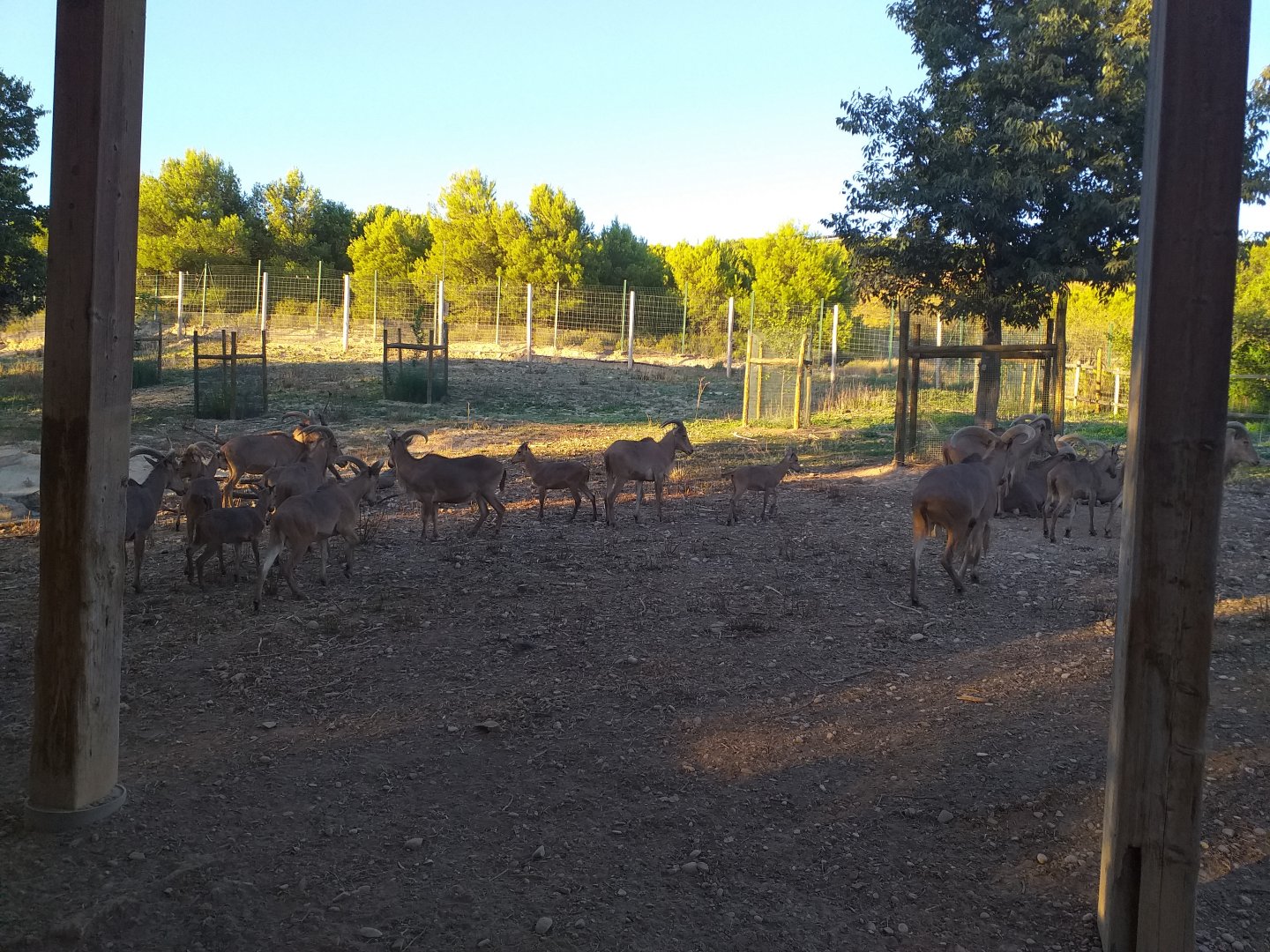 Barbary sheep exhibit -Sendaviva (2020)