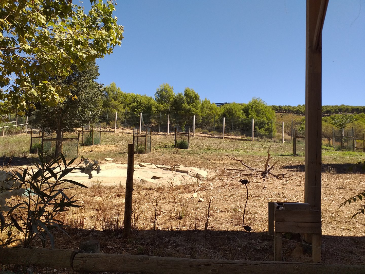 Barbary sheep exhibit -Sendaviva (2020)