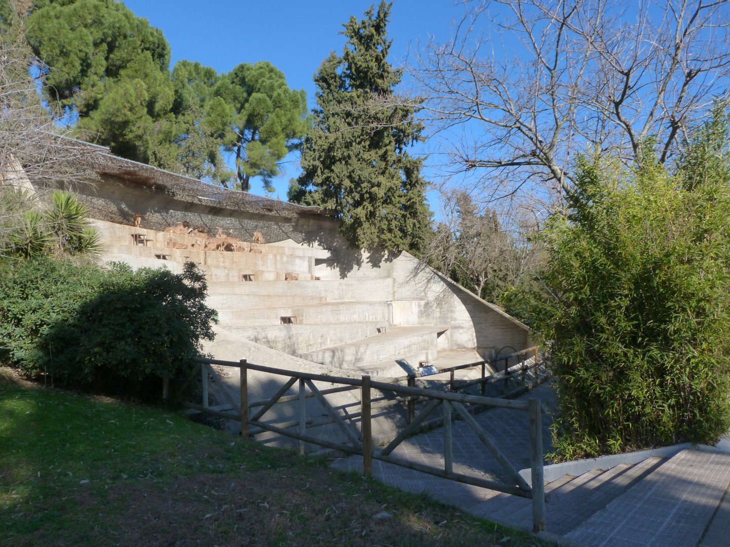 Barbary sheep exhibit -Zoo Aquarium de Madrid (2025)