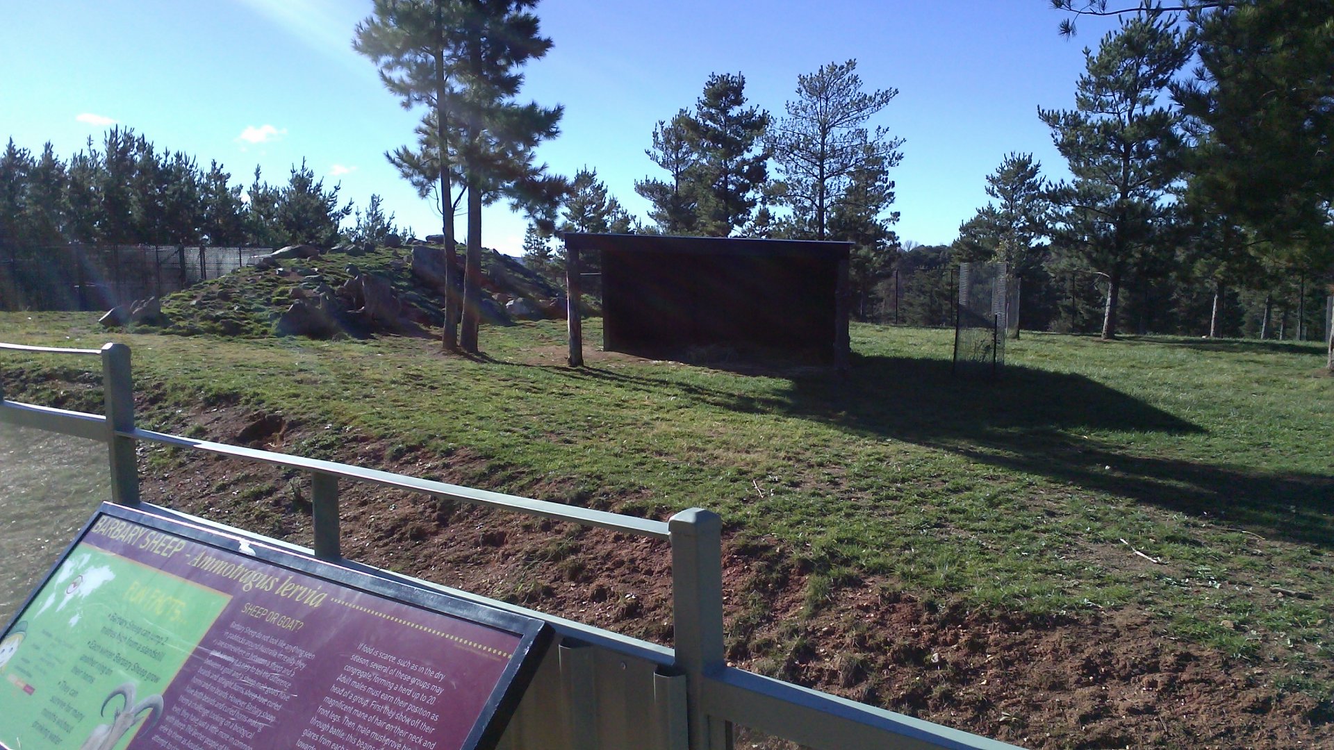 Barbary sheep exhibit