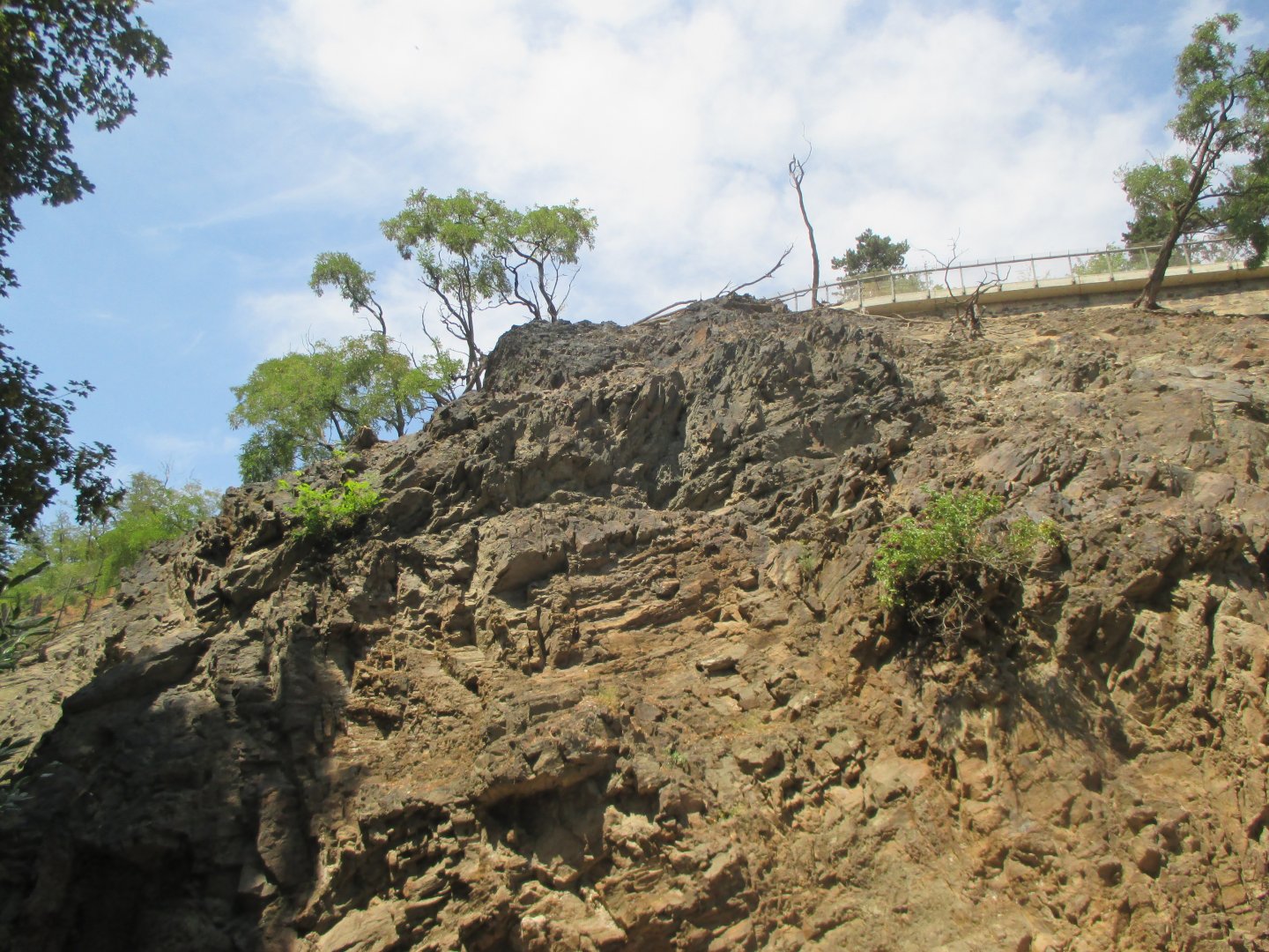 Barbary sheep exhibit