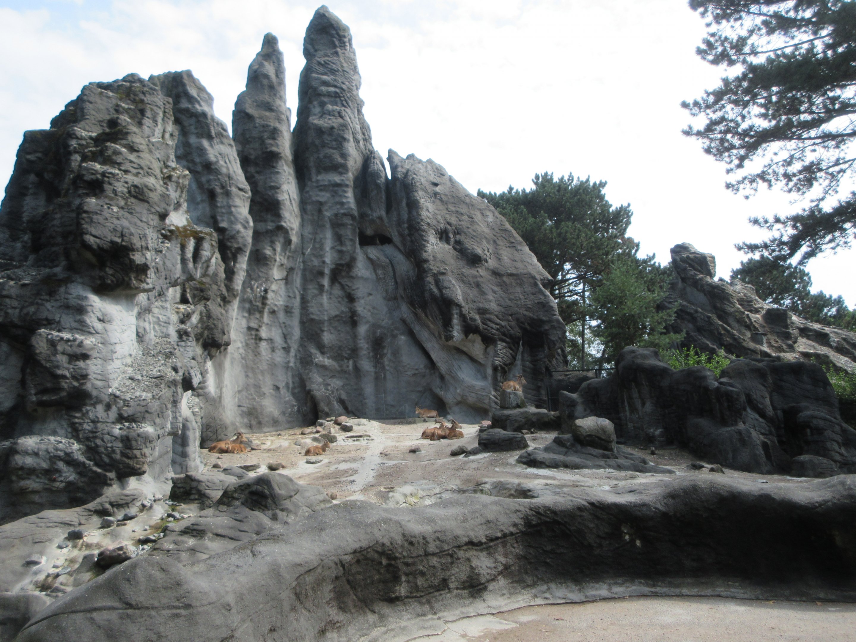 Barbary Sheep Exhibit