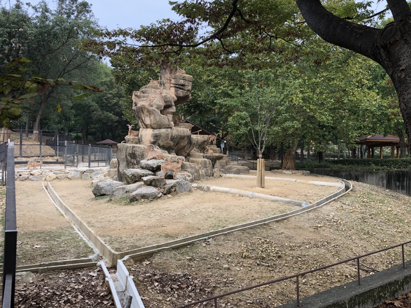Barbary Sheep Exhibit