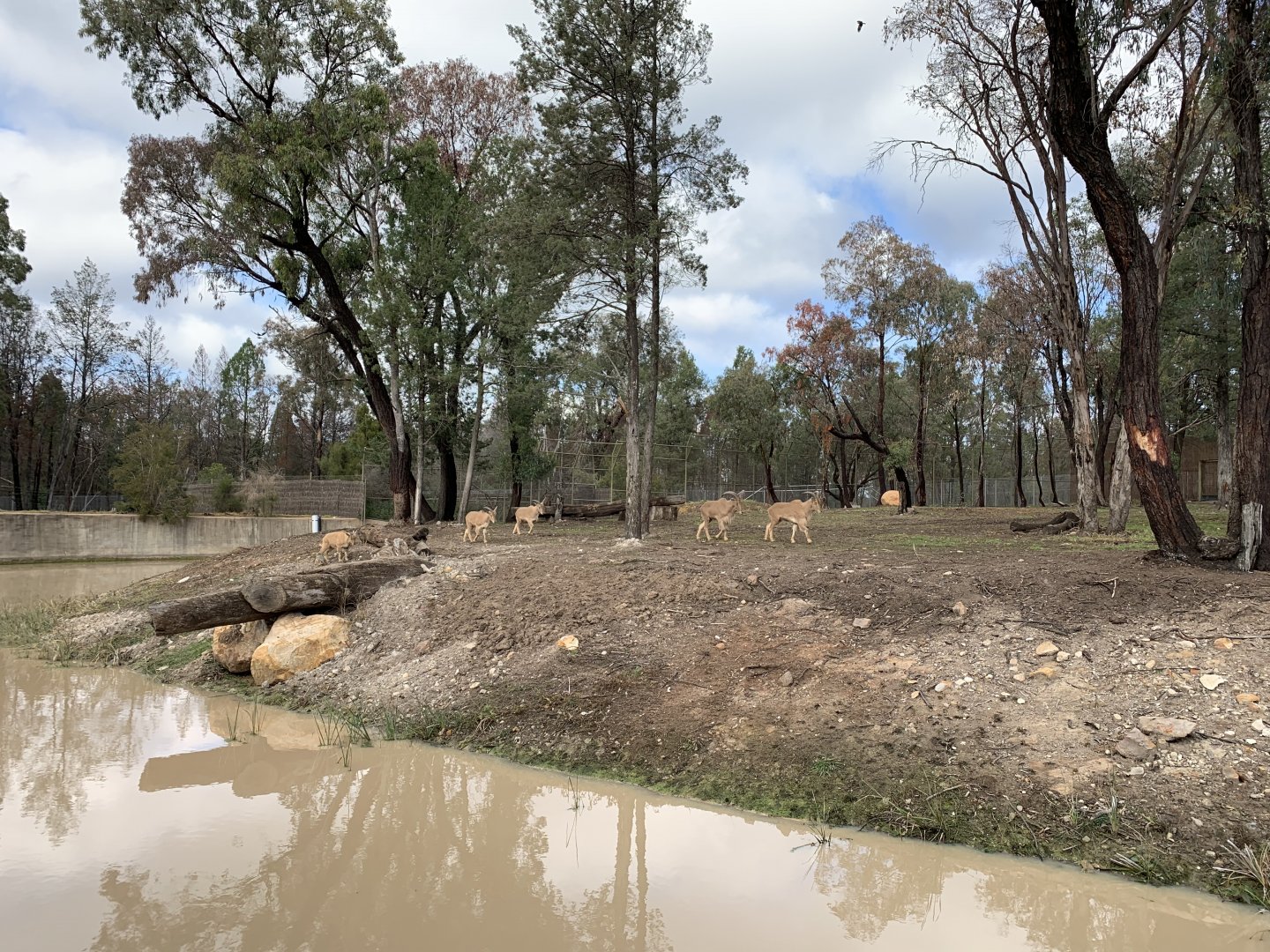 Barbary Sheep Exhibit