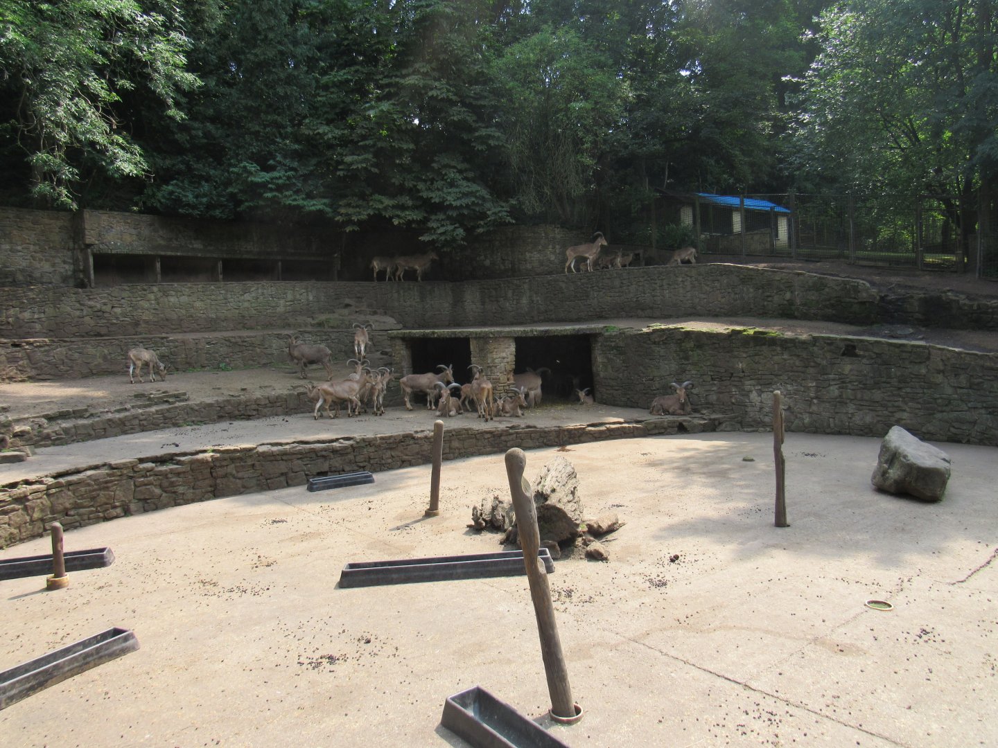 Barbary Sheep Exhibit