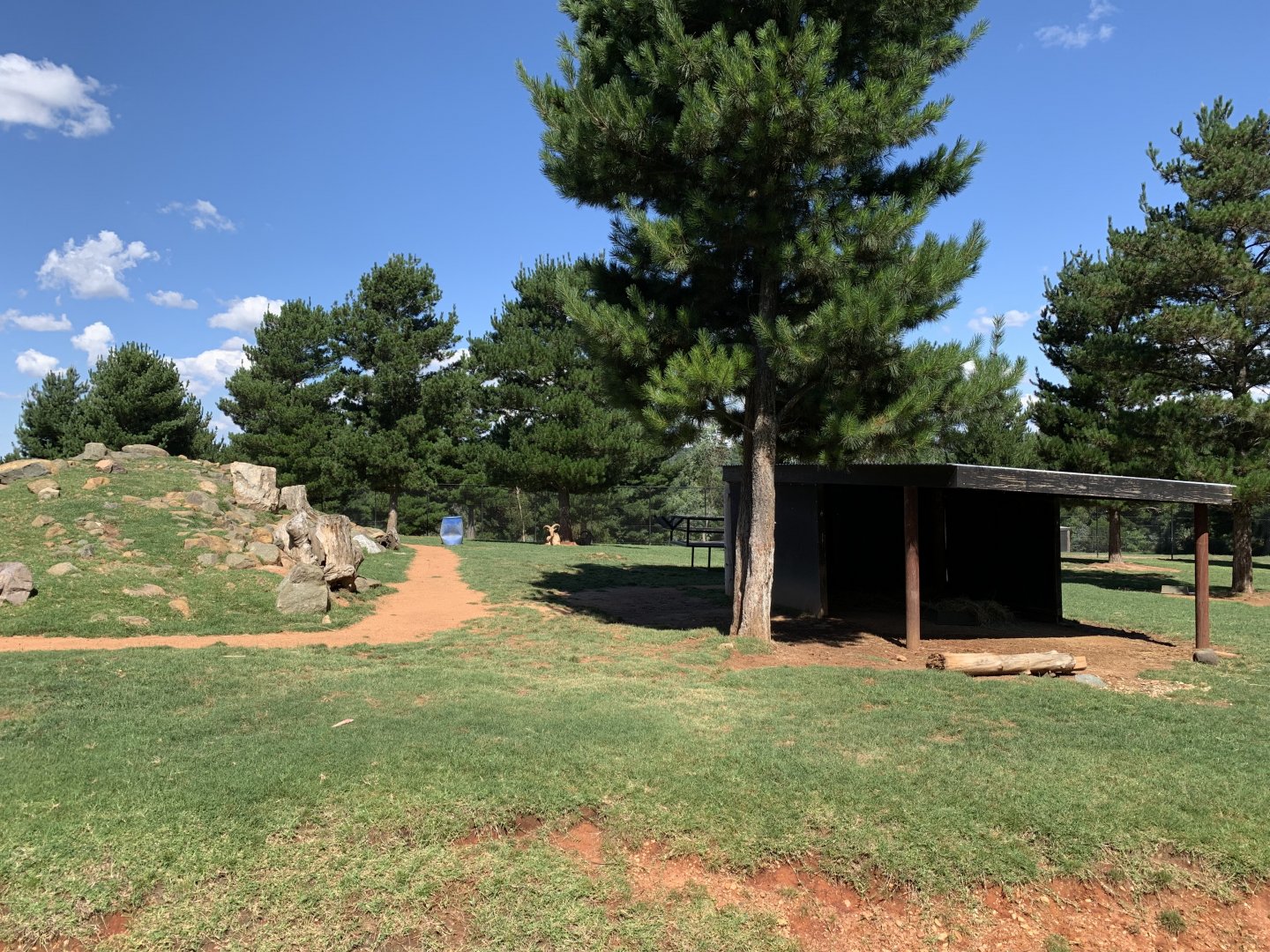 Barbary Sheep Exhibit