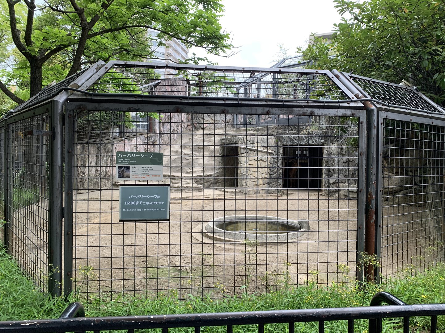 Barbary Sheep Exhibit