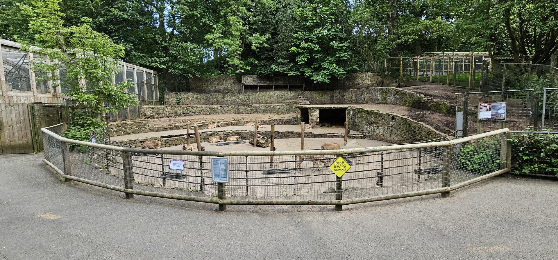 Barbary sheep exhibit