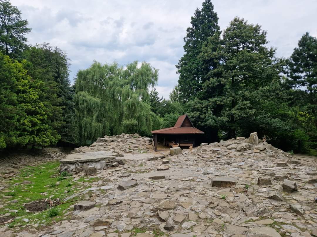 Barbary Sheep exhibit