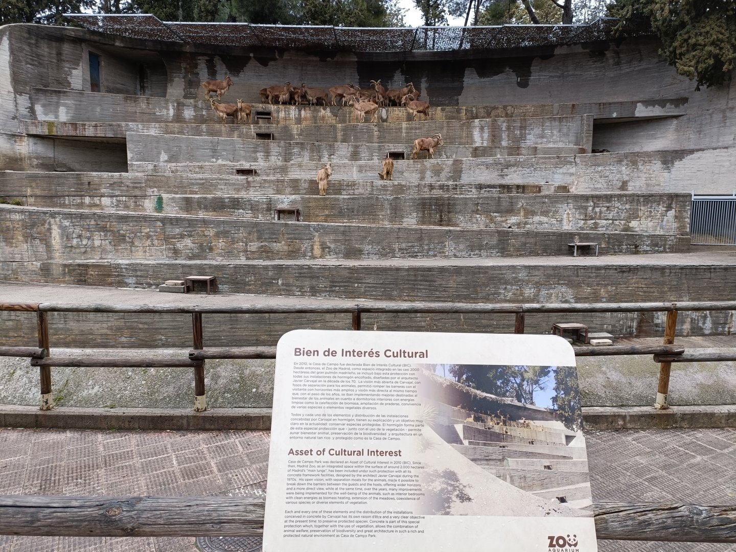 Barbary sheep exhibit