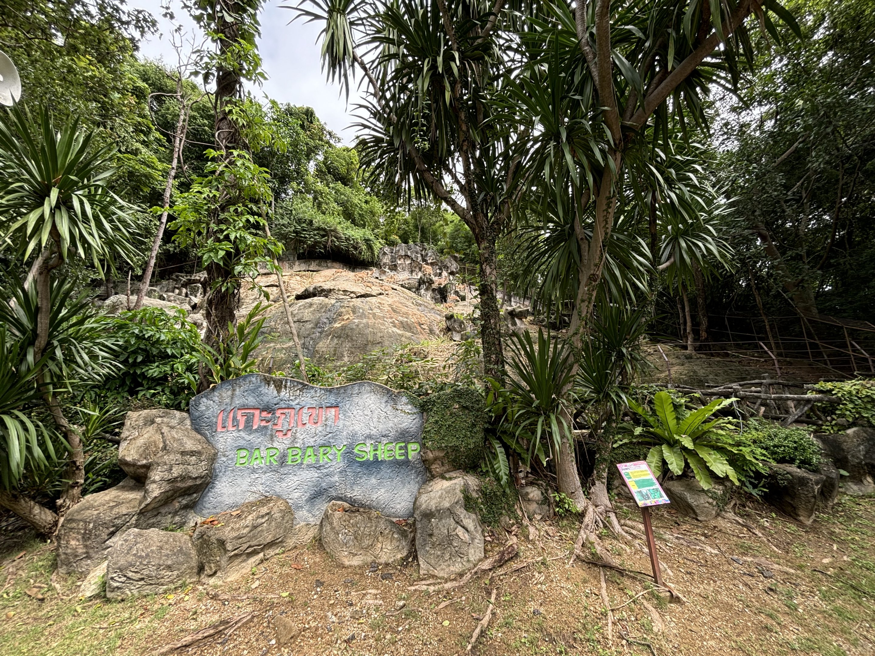 Barbary Sheep Exhibit