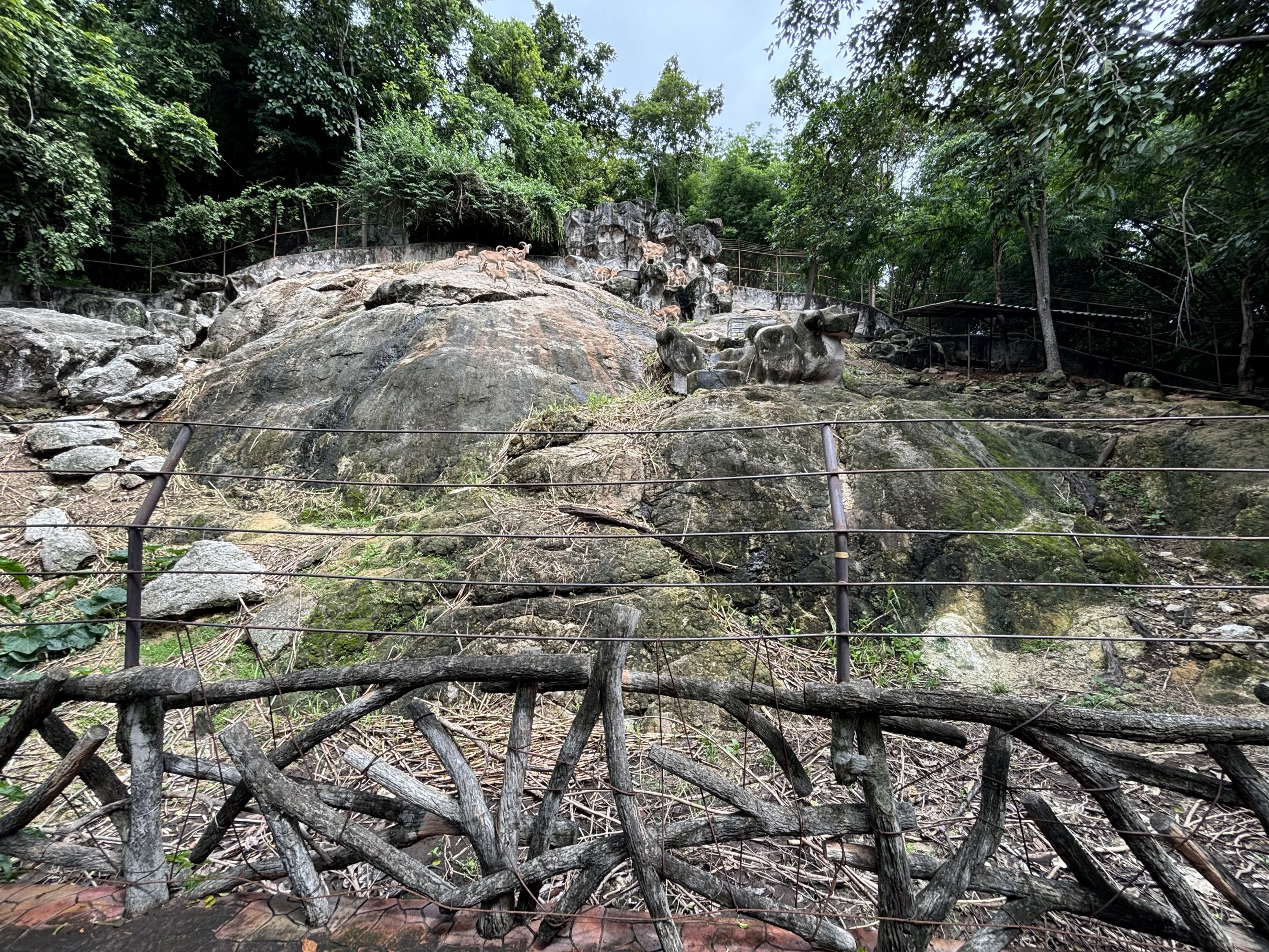 Barbary Sheep Exhibit