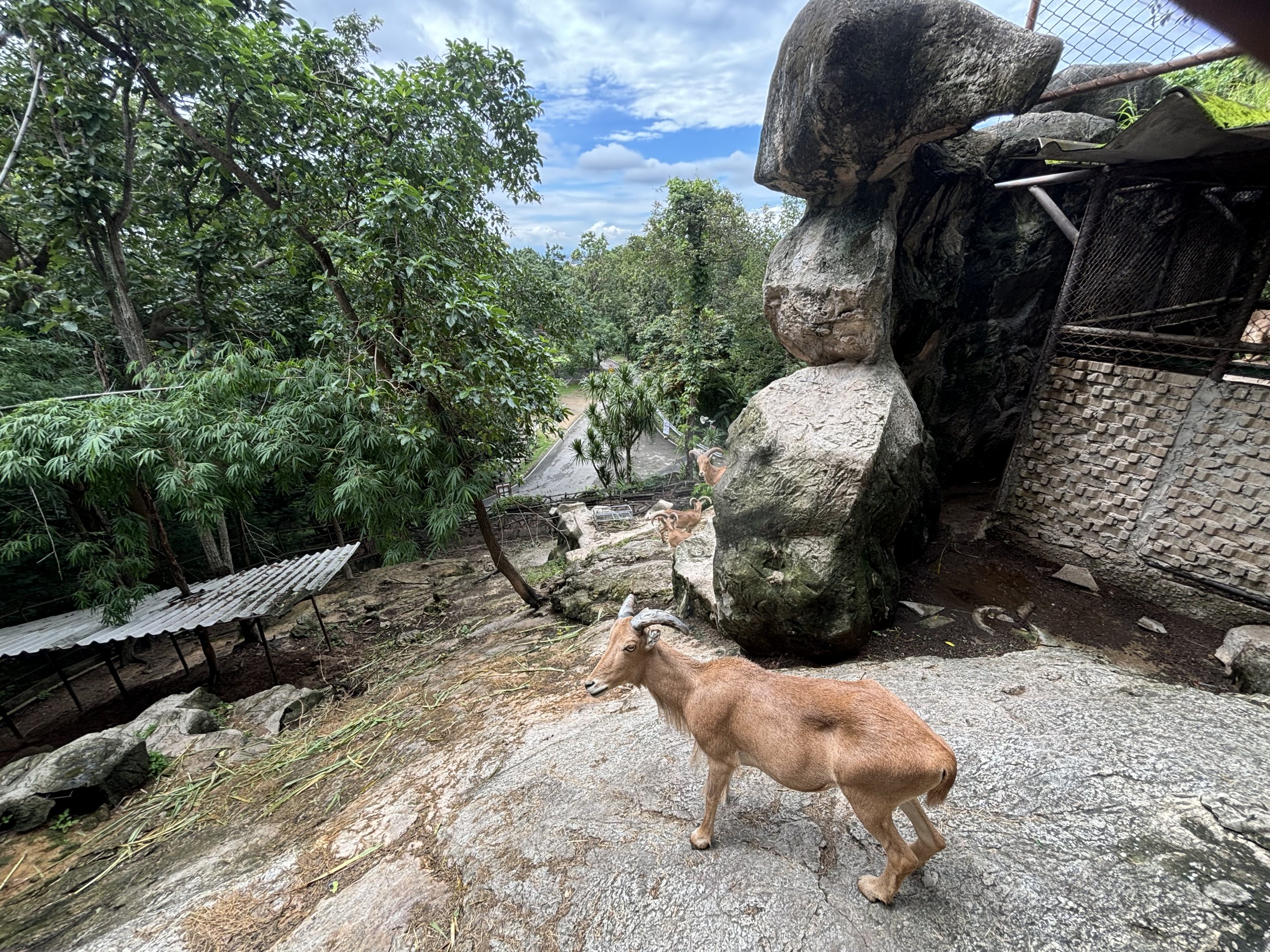 Barbary Sheep Exhibit