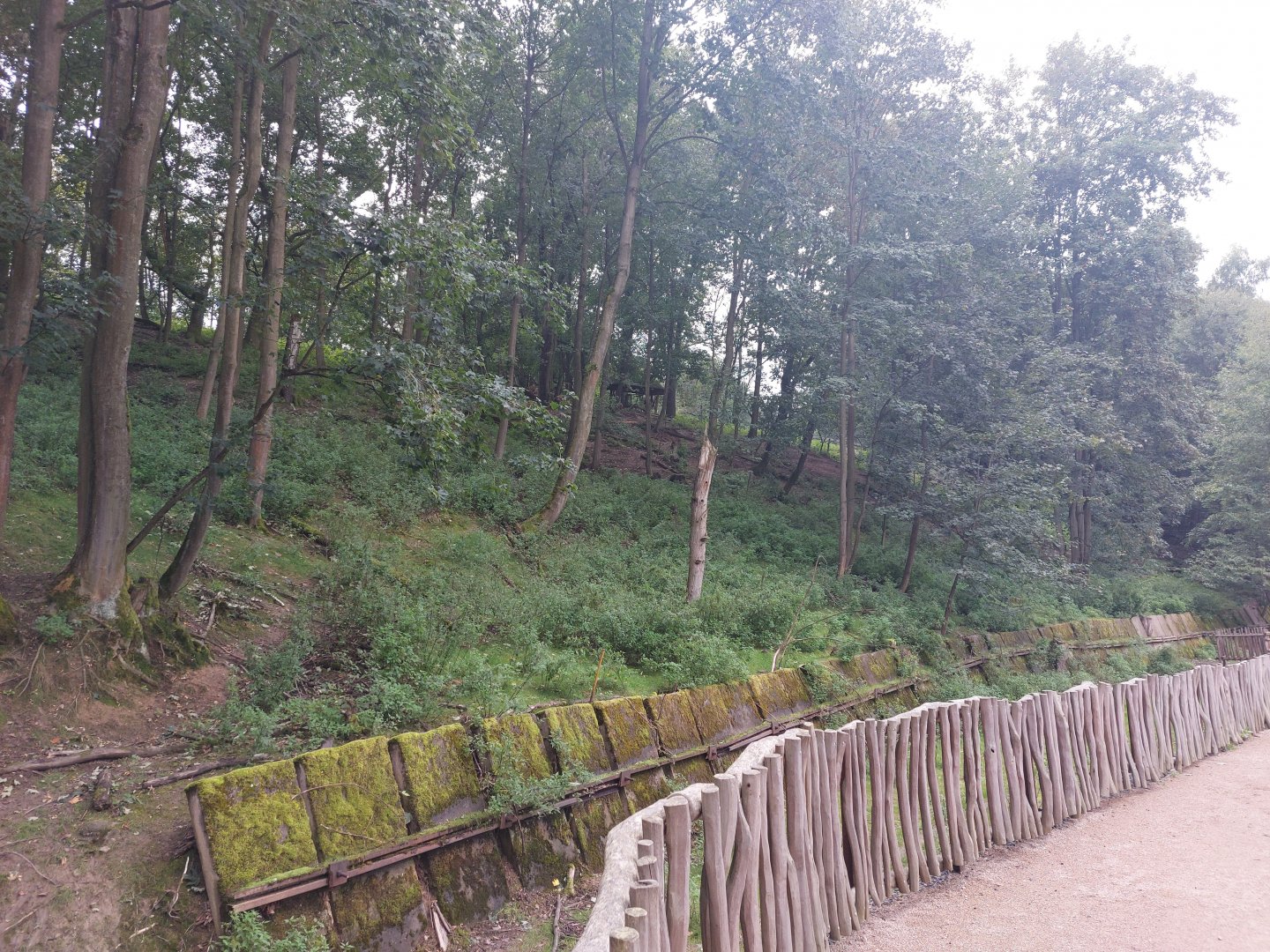 Barbary sheep exhibit