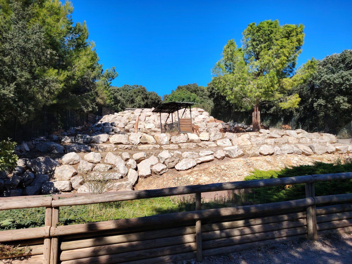Barbary Sheep Exhibit
