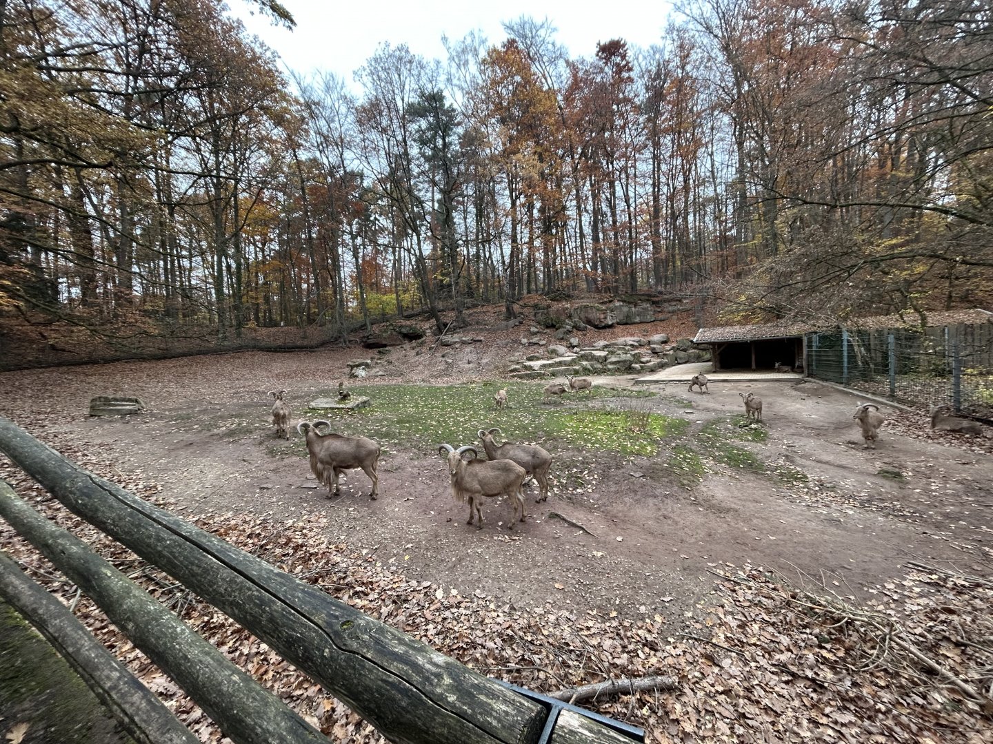 Barbary Sheep Exhibit